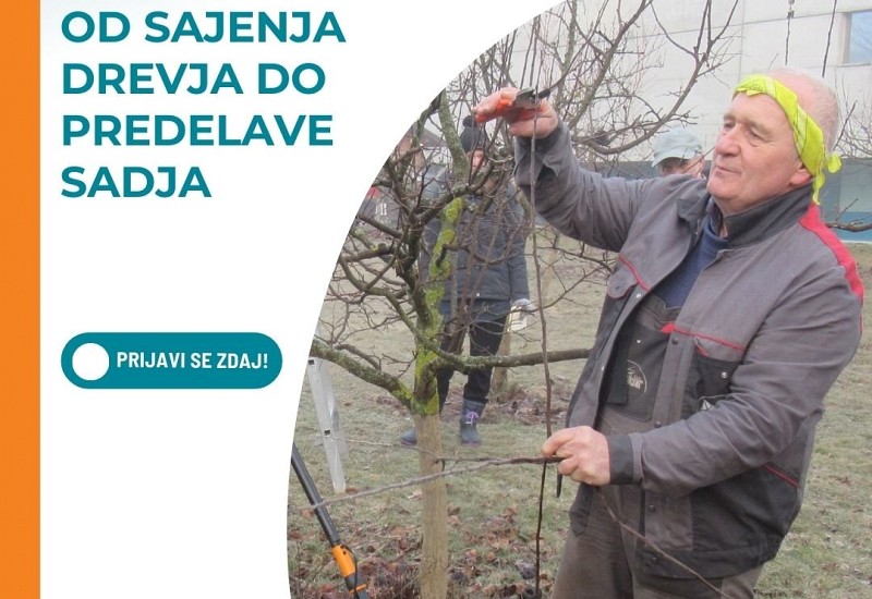 Biodinamični sadjarski koledar: od sajenja drevja do predelave sadja
