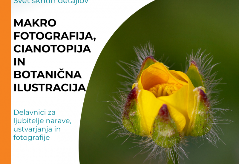 Makro fotografija, cianotopija in botanična ilustracija