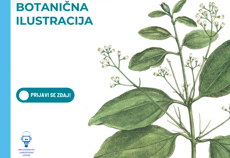 Botanična ilustracija